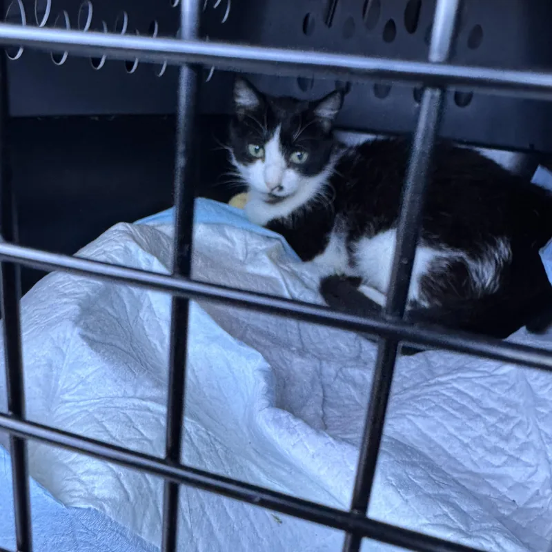 A young medium-sized female Black & White / Tuxedo Domestic Short Hair cat named Ivy for adoption in brooklyn, NY