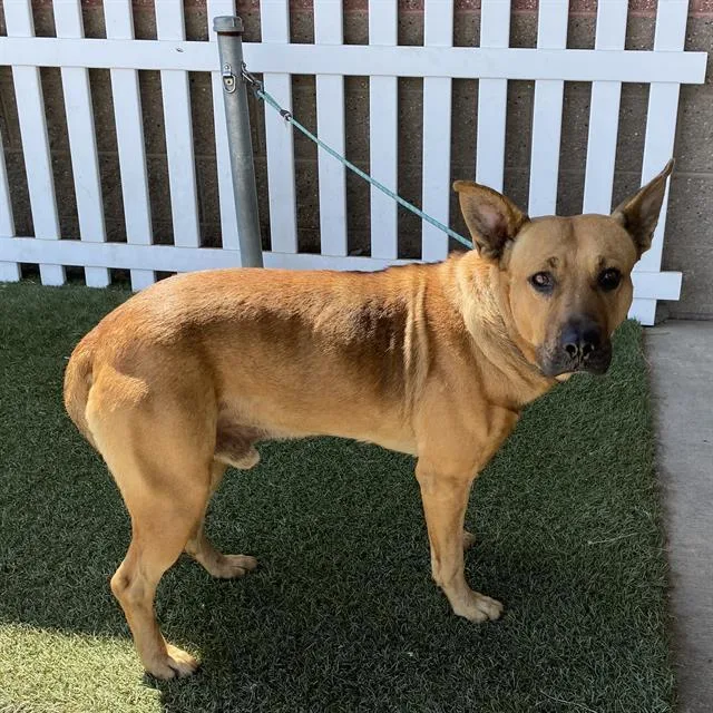 An adult large-sized male German Shepherd Dog dog named Red for adoption in Modesto, CA