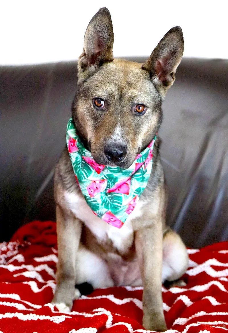 Jessica Rabbit thumbnail 2