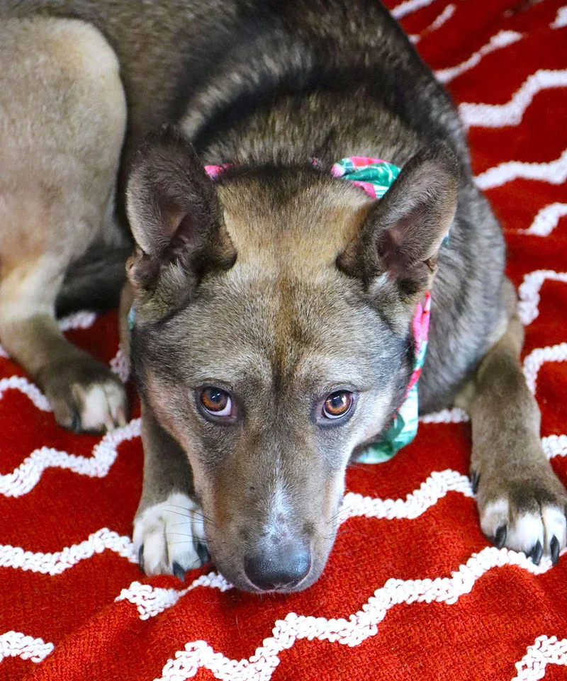 Jessica Rabbit thumbnail 3