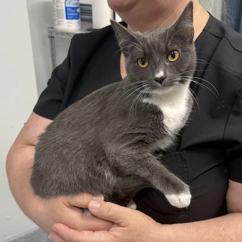 A young medium-sized female Gray & White Domestic Short Hair cat named Flat White for adoption in Antioch, CA