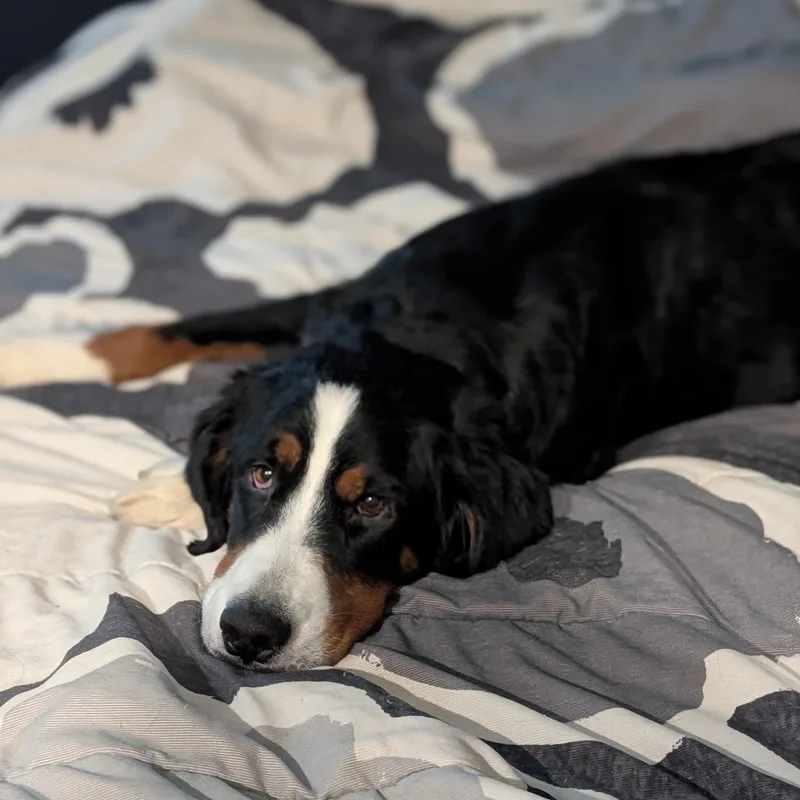 A young large-sized female Tricolor (Brown, Black, & White) Bernese Mountain Dog named Sable for adoption in Normal, IL