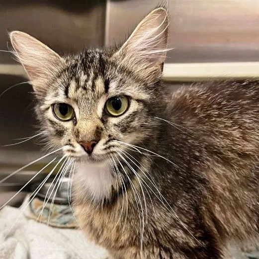 An adult medium-sized female Gray / Blue / Silver Domestic Medium Hair cat named Toulouse for adoption in Concord, NH