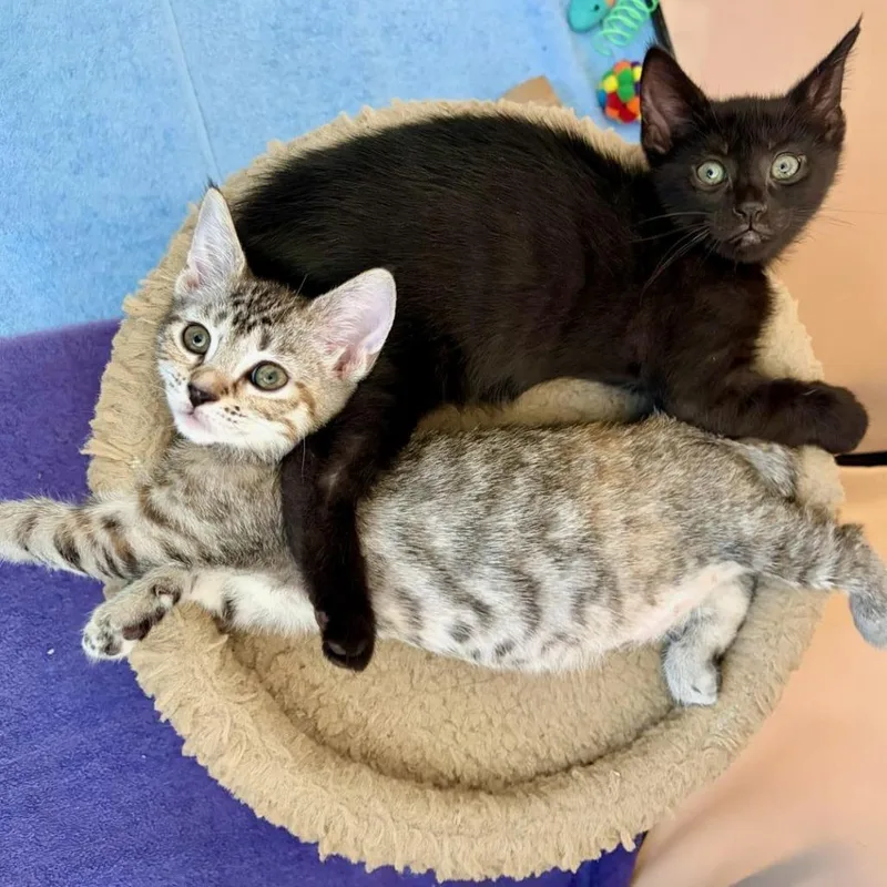 A baby small-sized female Brown / Chocolate Domestic Short Hair cat named Mrs. Witherspoon for adoption in Newark, DE