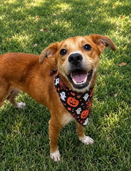 An adult medium-sized male Red / Chestnut / Orange Mixed Breed dog named Nibs for adoption in Hamilton, OH