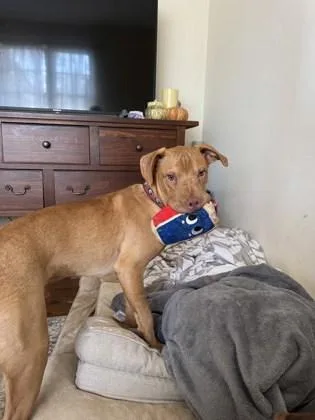 An adult medium-sized male Mixed Breed dog named Cashew for adoption in Chamblee, GA