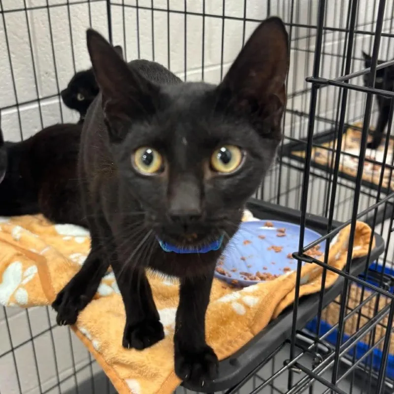 A baby small-sized male Domestic Short Hair cat named Marvin for adoption in Rocky Mount, VA
