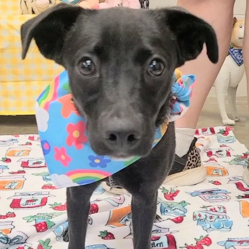 A young small-sized female Black Dachshund dog named Mirabelle for adoption in Woolwich, ME