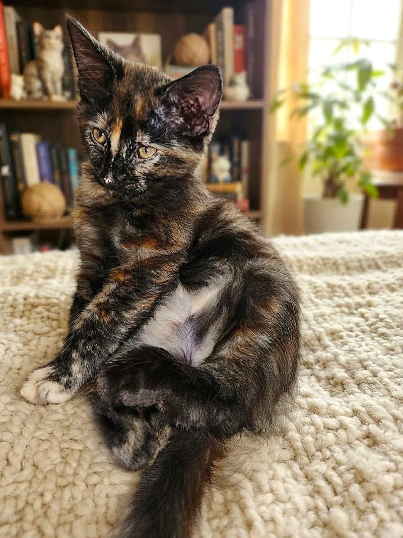 A baby medium-sized female Tortoiseshell cat named Chloe for adoption in Fort Myers, FL