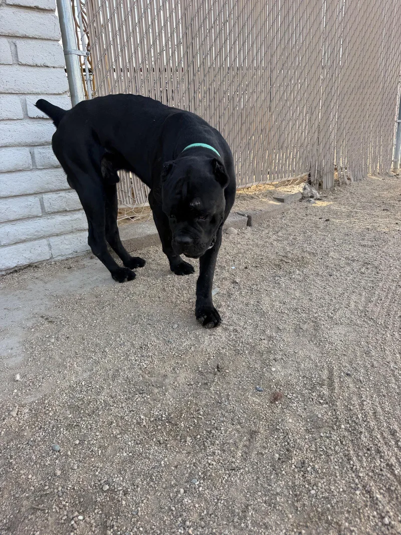 A young extra large-sized male Cane Corso dog named Mater for adoption in Glendale, AZ