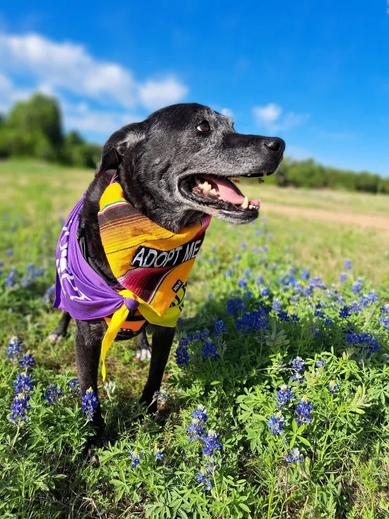 A senior large-sized female Black Labrador Retriever dog named Kenzie for adoption in Kerrville, TX