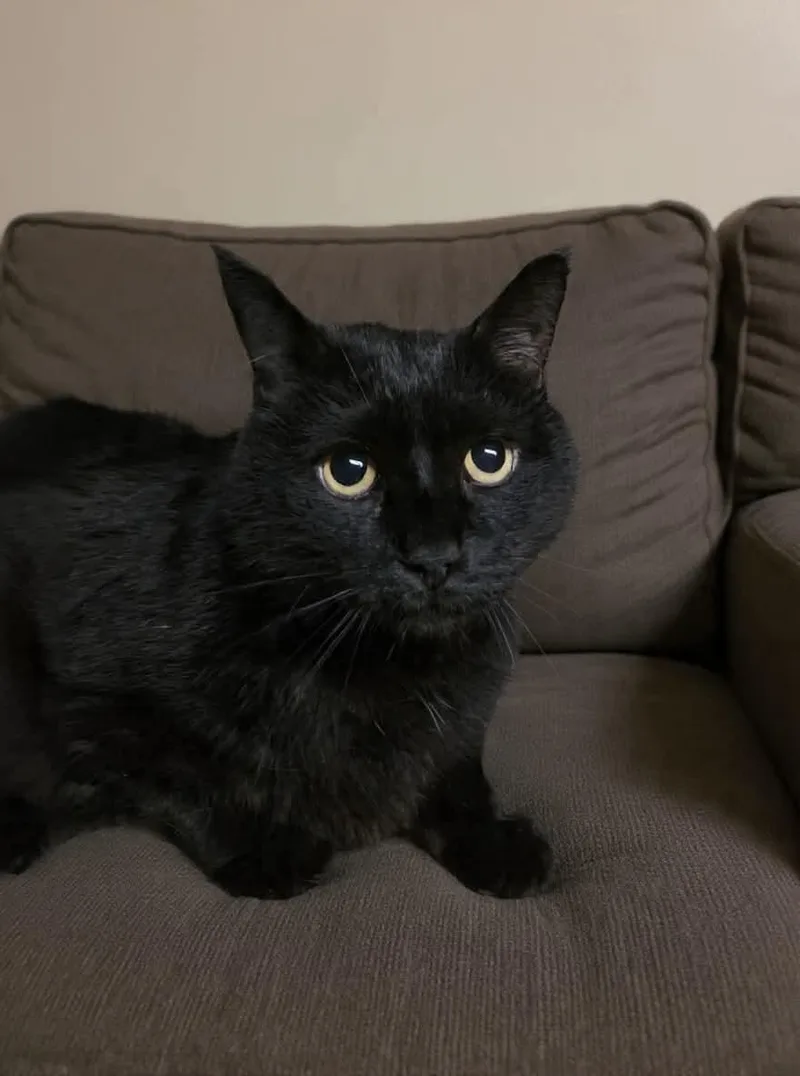 A senior medium-sized male Black Domestic Short Hair cat named Puma for adoption in Greensburg, PA