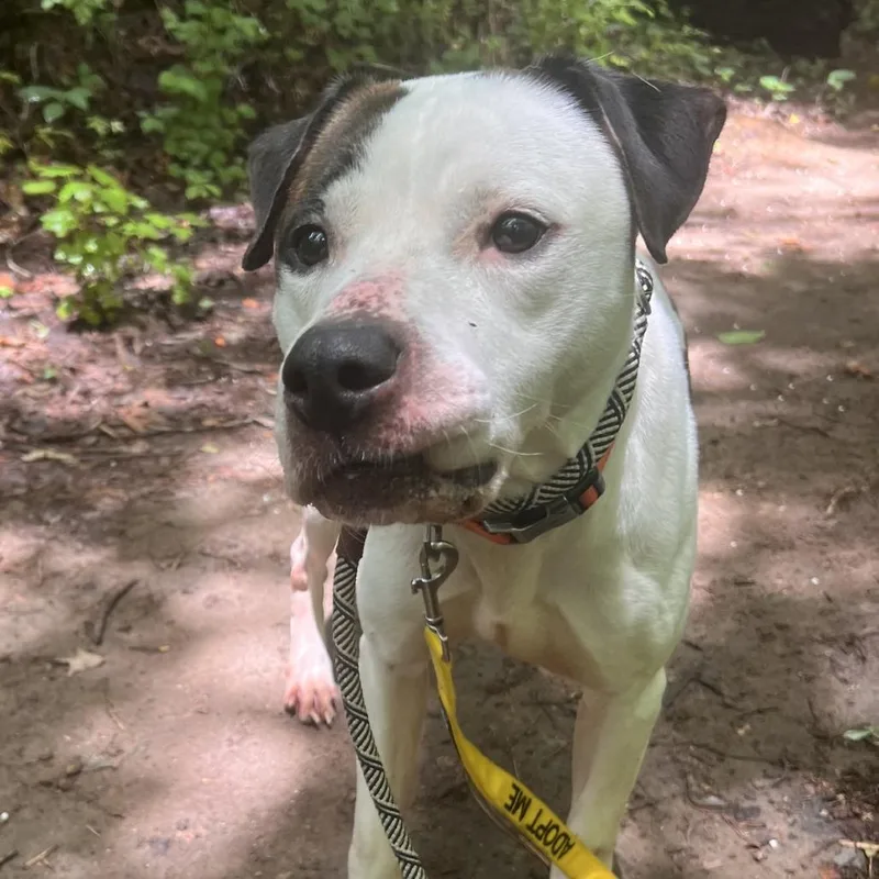 An adult medium-sized male White / Cream Mixed Breed dog named Pleasant Pup for adoption in Greensboro, NC