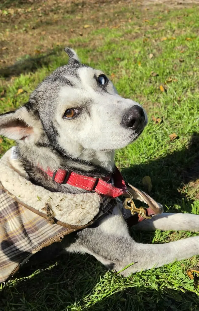 An adult medium-sized female Husky dog named Nova for adoption in Grand Rapids, MI