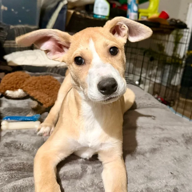 A baby medium-sized female Yellow / Tan / Blond / Fawn Mixed Breed dog named Kanga for adoption in Fairfax, VA