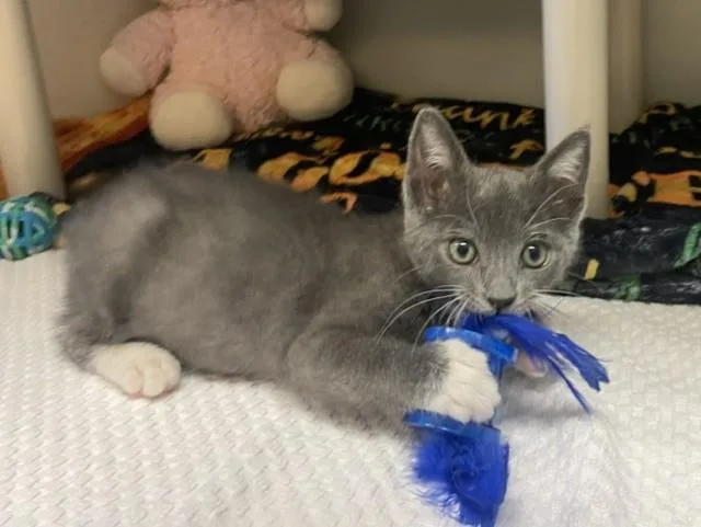 A baby small-sized male Domestic Short Hair cat named Ziggy for adoption in Salinas, CA