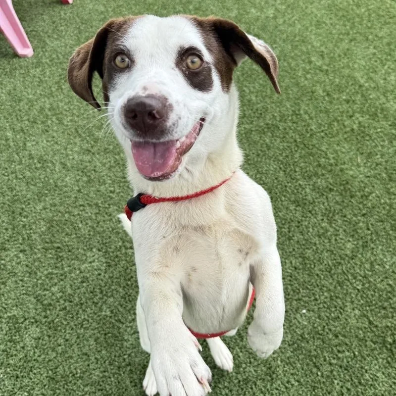 An adult medium-sized female White / Cream Basset Hound dog named Hot Pawkit for adoption in Chattanooga, TN