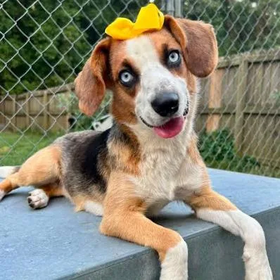 A young small-sized female Yellow / Tan / Blond / Fawn Beagle dog named Lainey D for adoption in Minnetonka, MN