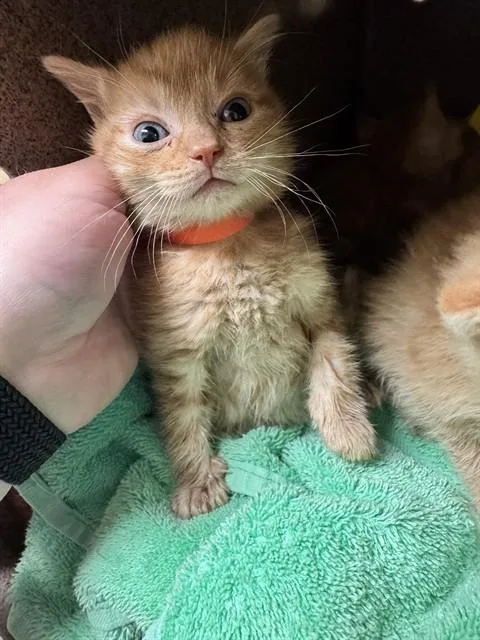 A baby medium-sized female Domestic Short Hair cat named Puddle for adoption in Cookeville, TN
