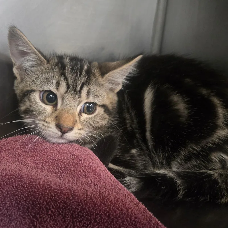 A baby small-sized female Domestic Short Hair cat named Sayori for adoption in San Jacinto, CA