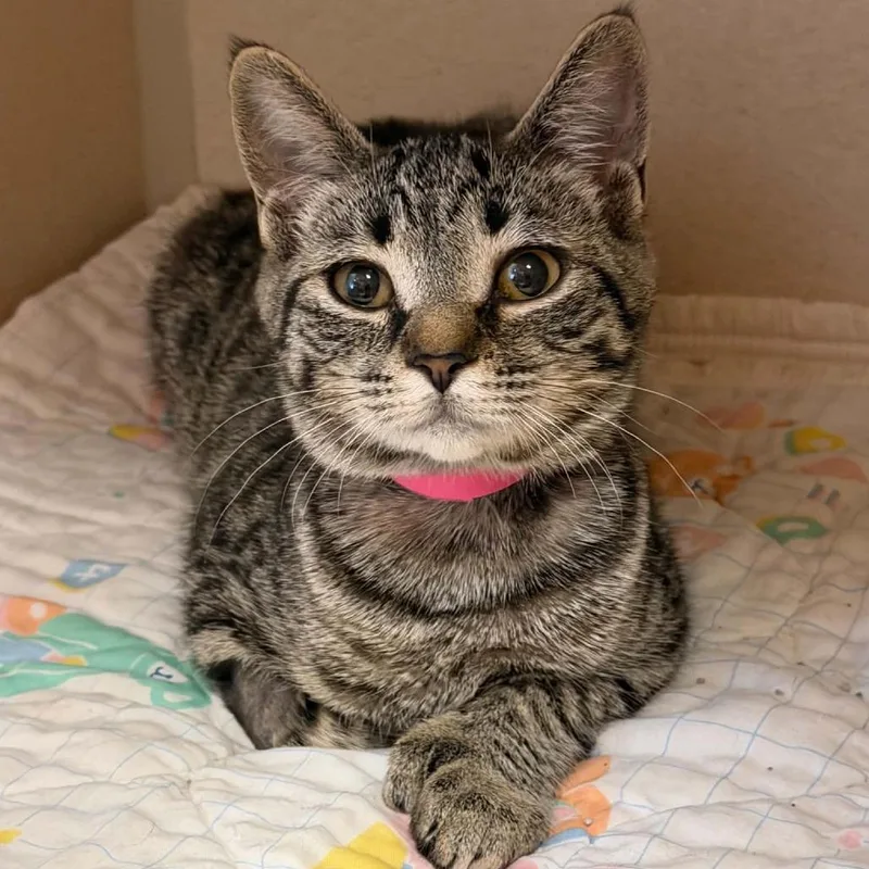 A baby small-sized female Domestic Short Hair cat named Ivy for adoption in Escanaba, MI
