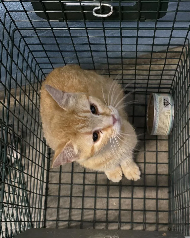 An adult small-sized female Tabby (Orange / Red) Domestic Short Hair cat named Bloomingdale's for adoption in Evansville, IN