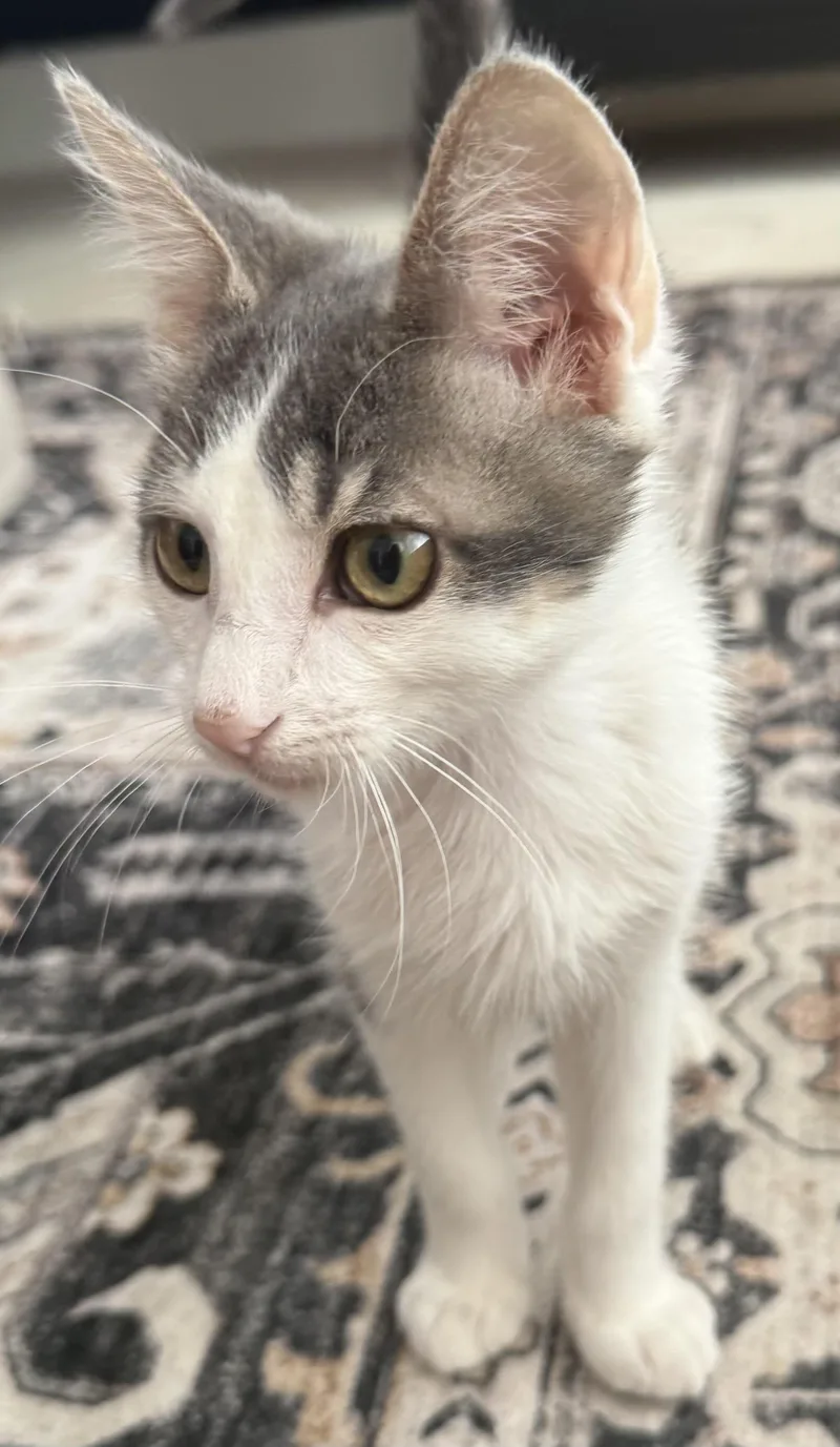 A baby small-sized male Domestic Short Hair cat named Barbel Wrap for adoption in San Diego, CA