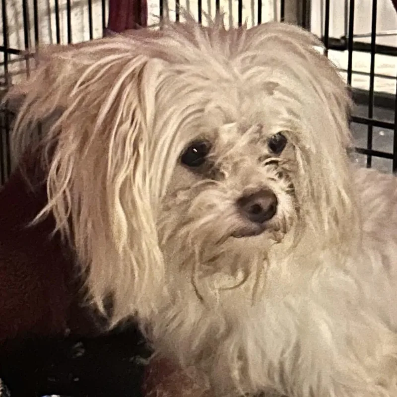 An adult small-sized male White / Cream Mixed Breed dog named Albus for adoption in Peculiar, MO