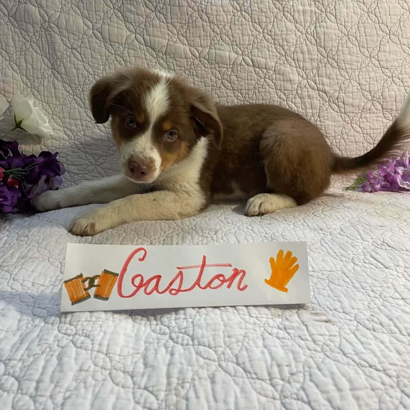A baby small-sized male Brown / Chocolate Australian Shepherd dog named Gaston for adoption in Boerne, TX