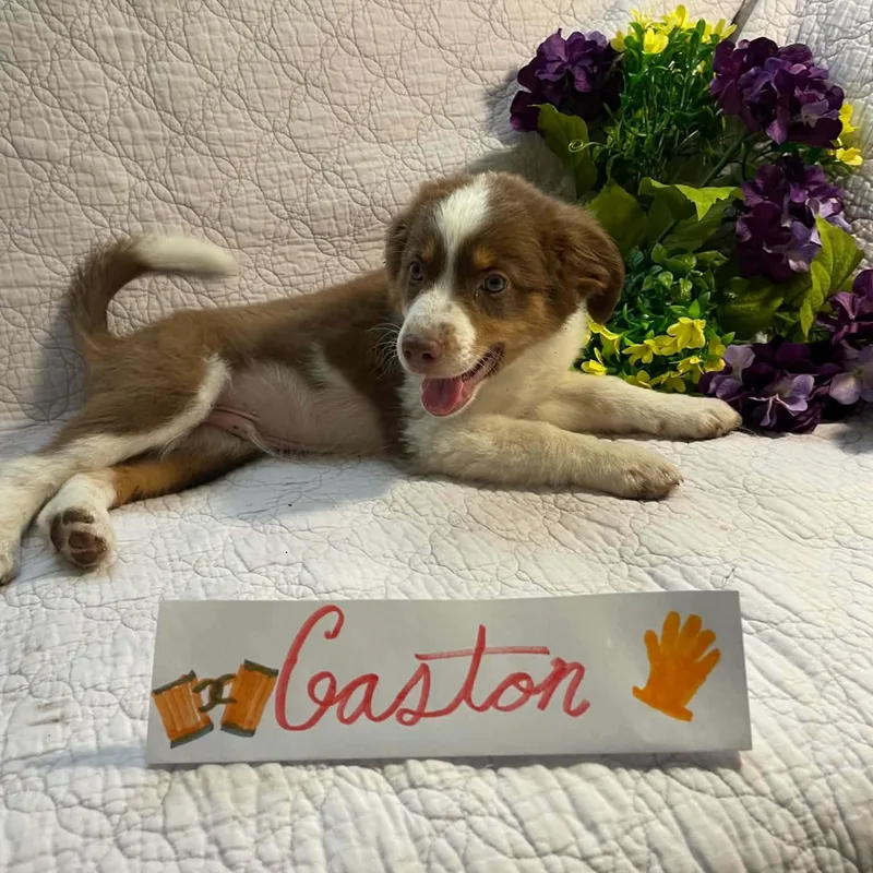 Gaston thumbnail 3