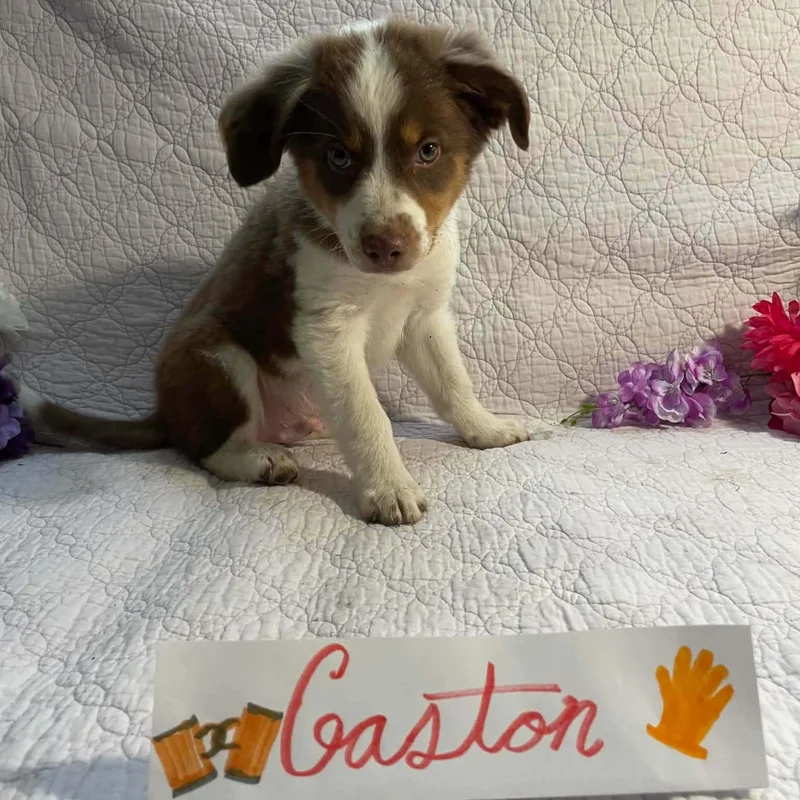 Gaston thumbnail 4