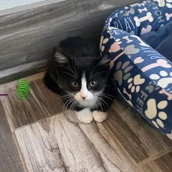 A baby small-sized female Black Domestic Short Hair cat named Blot for adoption in West Des Moines, IA
