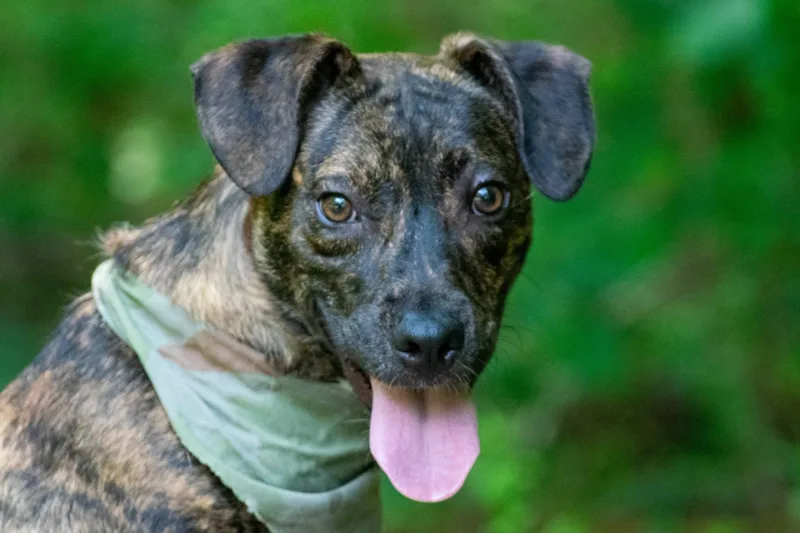 A young medium-sized male Brindle Basset Hound dog named Gator for adoption in Sevierville, TN