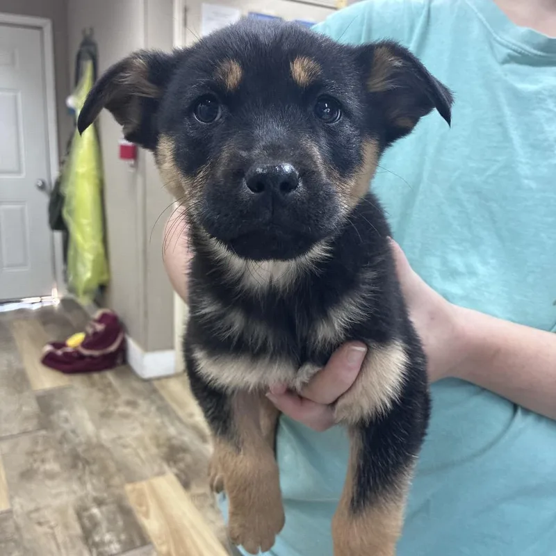 Ny Wesley Snipes Avail