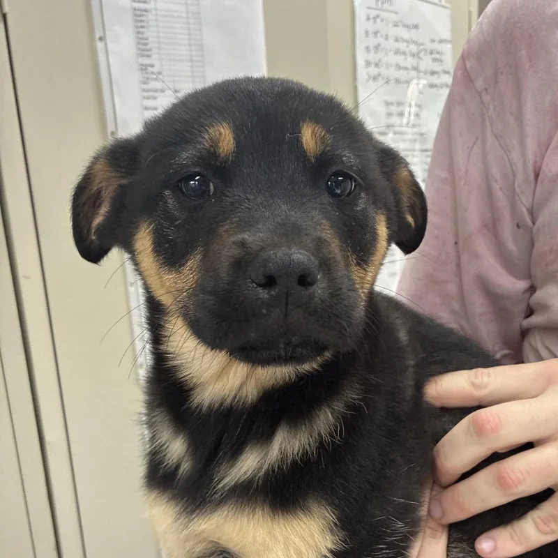 Ny Wesley Snipes Avail thumbnail 2