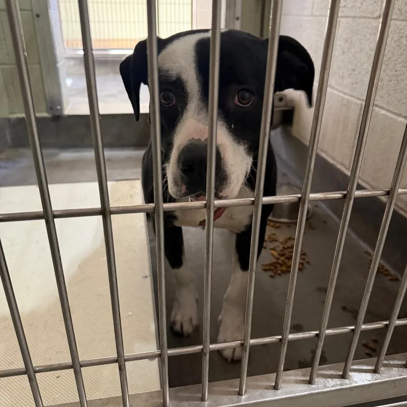 An adult medium-sized female Black Pit Bull Terrier dog named Iepastray for adoption in Upland, CA