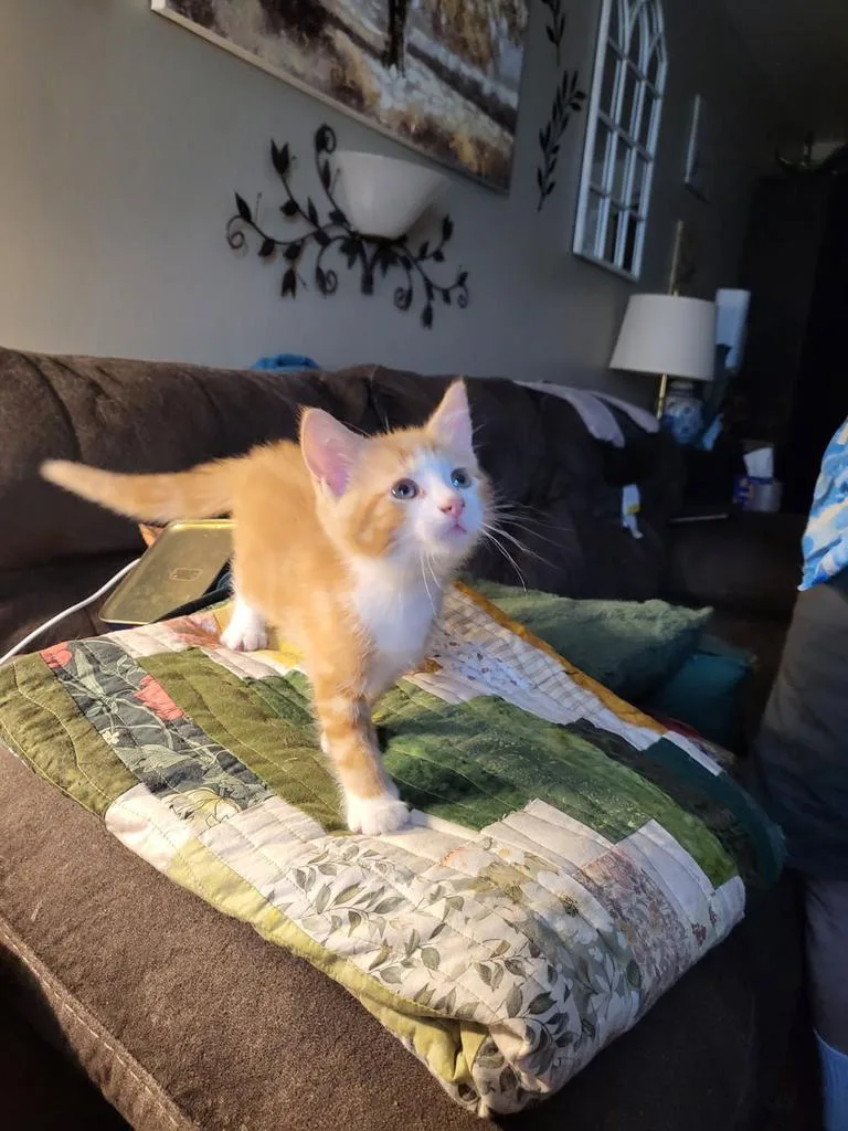 A baby medium-sized male Domestic Short Hair cat named Marvin the Martian for adoption in Parkville, MD
