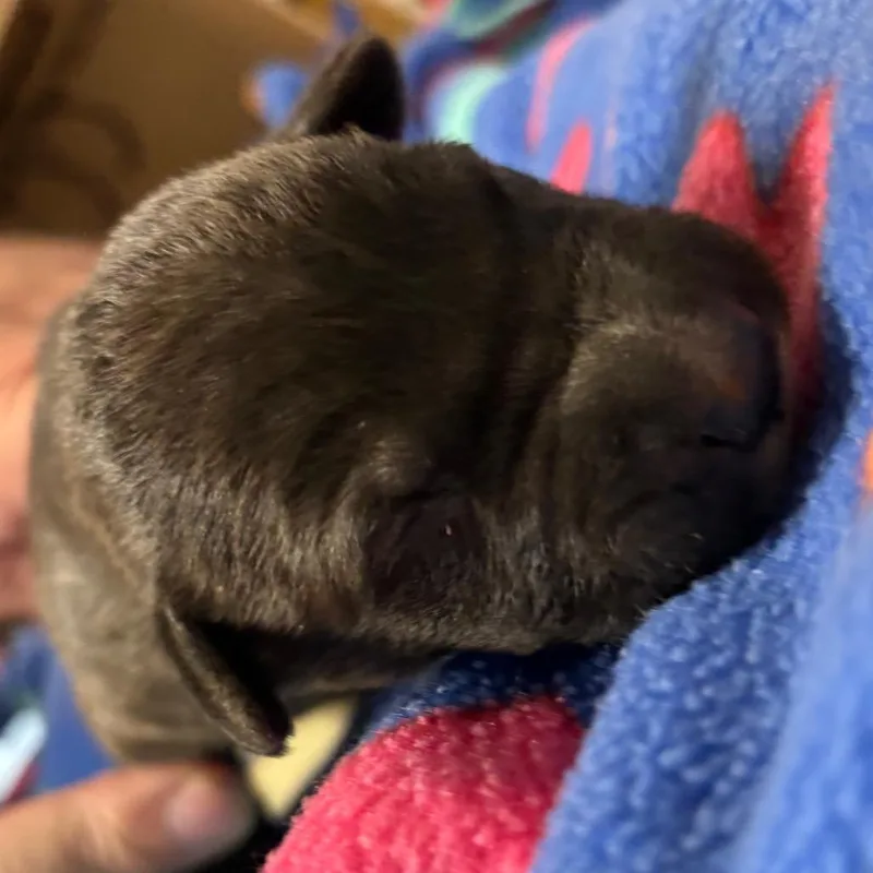 A baby small-sized male Brindle Border Collie dog named Legend for adoption in Yuma, AZ