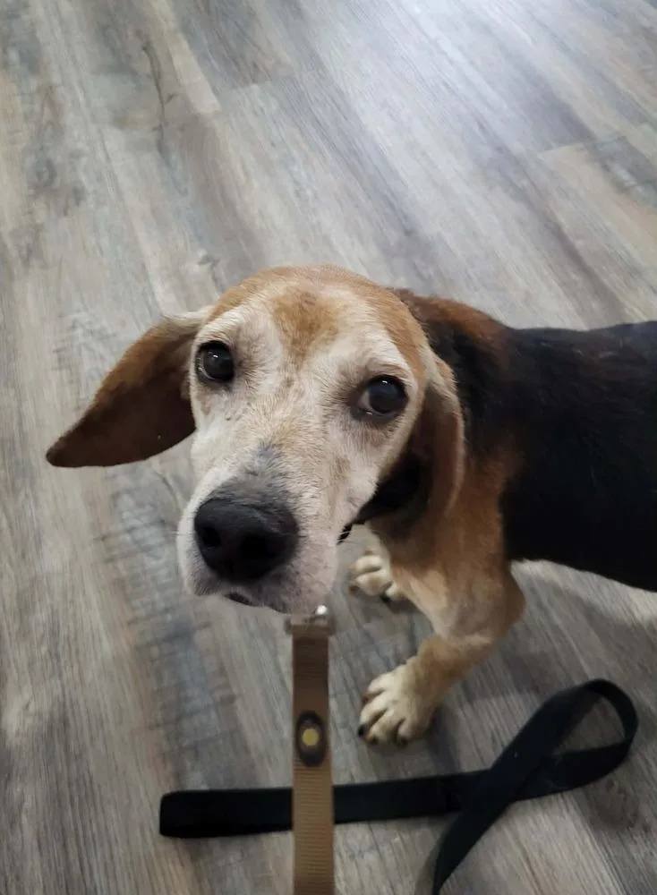 A senior small-sized male Brown / Chocolate Beagle dog named Earl for adoption in Pottstown, PA