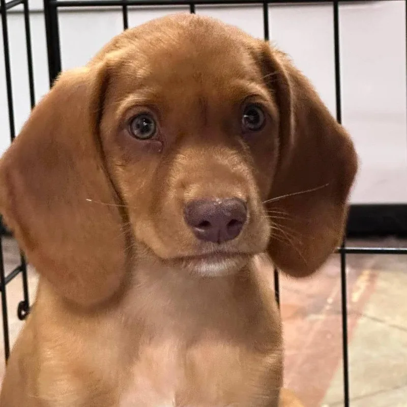 A baby medium-sized female Yellow / Tan / Blond / Fawn Hound dog named CT Polly for adoption in Eastford, CT