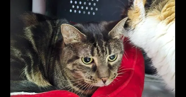 Funny Face thumbnail 2