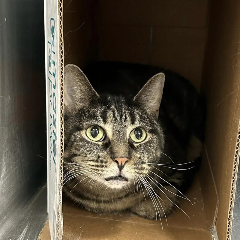 Funny Face thumbnail 6