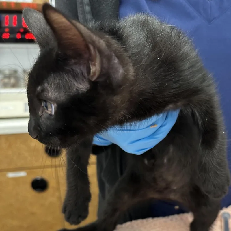 A baby small-sized male Black Domestic Short Hair cat named Anubis for adoption in West Palm Beach, FL