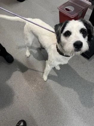 An adult medium-sized male Mixed Breed dog named Thirteen for adoption in West Chester, PA