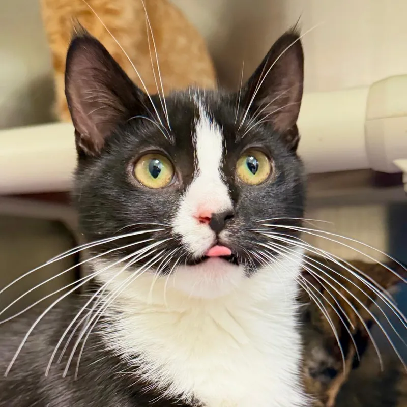 A baby small-sized male Domestic Short Hair cat named Little Streak for adoption in Harrisonburg, VA