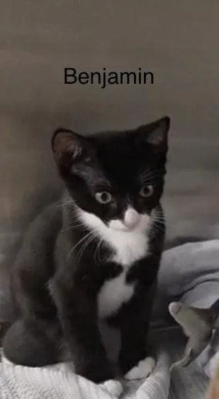A baby medium-sized male Black & White / Tuxedo Tuxedo cat named Benjamin for adoption in Oakland Park, FL
