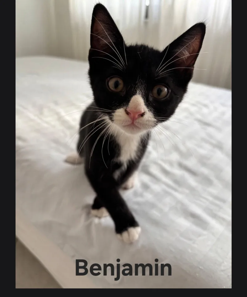 Benjamin thumbnail 2