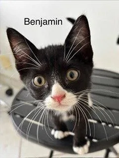 Benjamin thumbnail 3