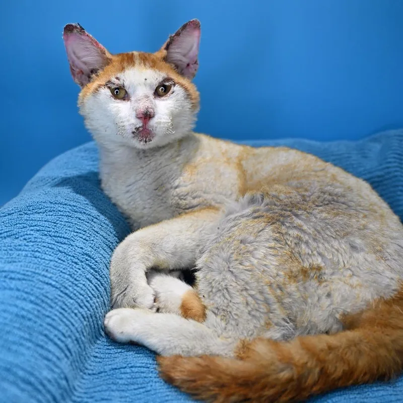 A young medium-sized male Orange / Red Domestic Short Hair cat named Phoenix for adoption in San Antonio, TX