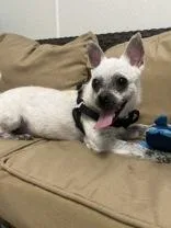An adult small-sized male White / Cream Mixed Breed dog named Lou for adoption in Potsdam, NY